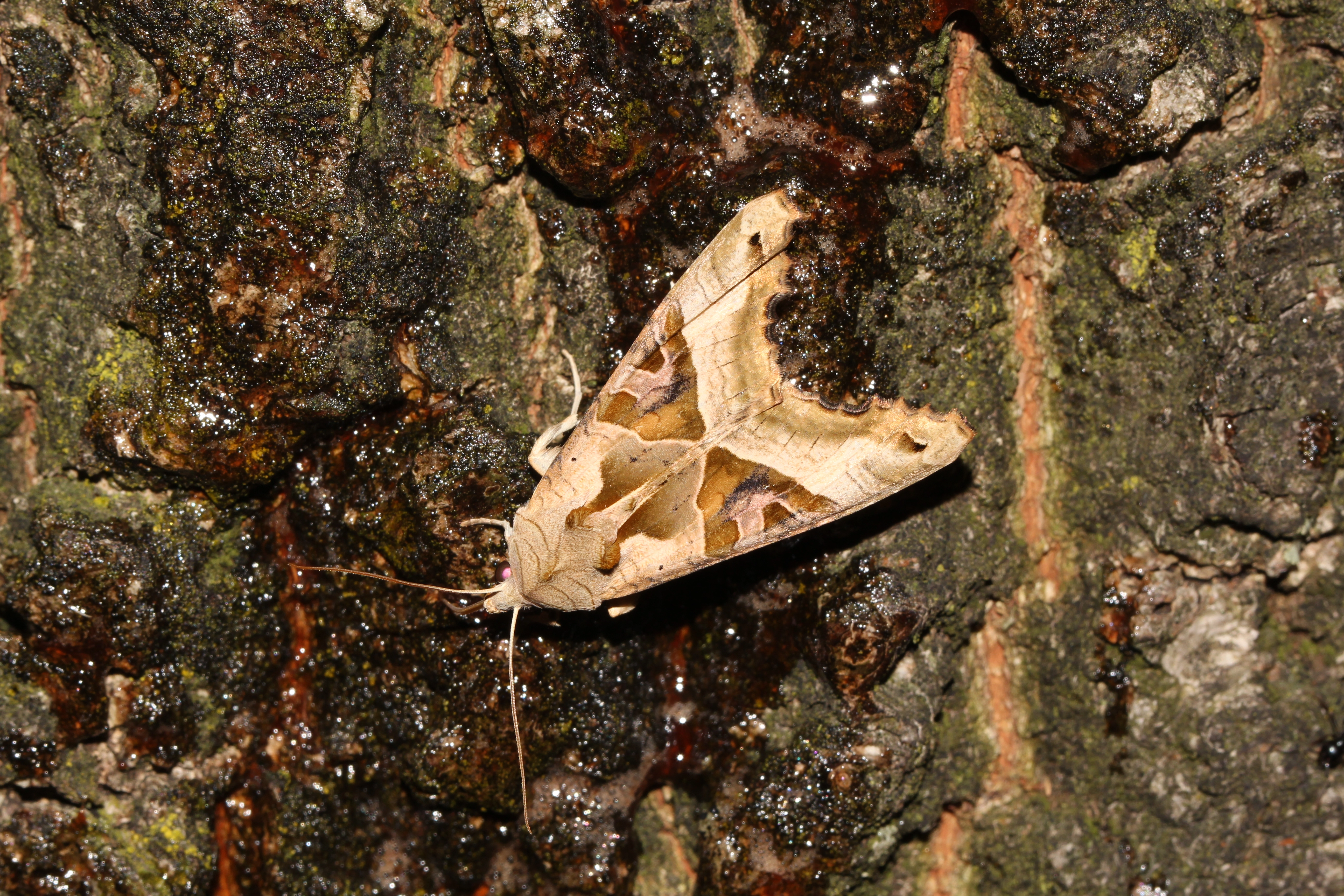 Agaatvlinder 2017 09 24 Dwingelderveld Holtveen Edwin de Weerd.JPG
